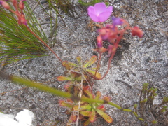 Drosera esterhuyseniae