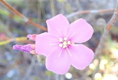Drosera esterhuyseniae