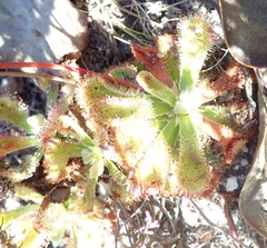 Drosera esterhuyseniae