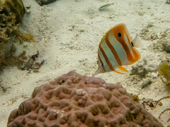 Chelmon rostratus
