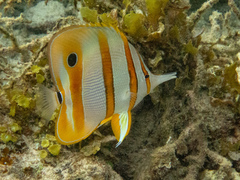 Chelmon rostratus