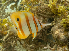 Chelmon rostratus