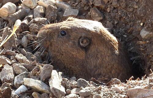 iNaturalist observation photo of Botta's Pocket Gopher
