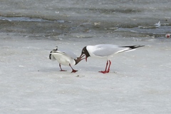 Chroicocephalus ridibundus