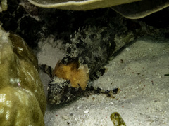 Centrogenys vaigiensis