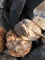 Trilophidia annulata