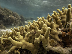 Porites attenuata