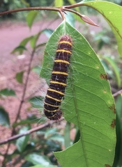 Pyrrhopyge