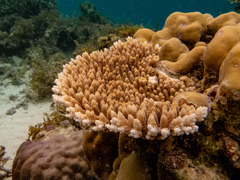 Acropora millepora