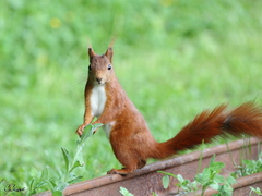 Sciurus vulgaris