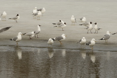 Larus canus