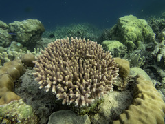 Acropora millepora