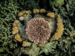 Acropora millepora