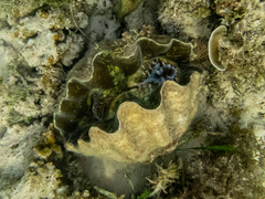 Hippopus porcellanus