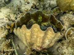 Hippopus porcellanus