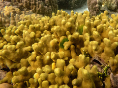 Porites attenuata