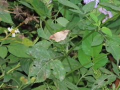 Drepana pallida nigromaculata