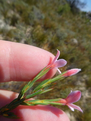 Lachnaea uniflora