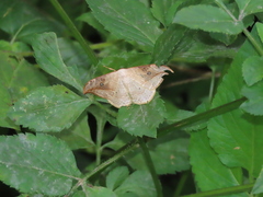 Drepana pallida nigromaculata