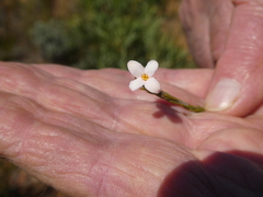 Lachnaea uniflora