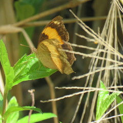 Yoma sabina
