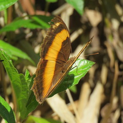Yoma sabina