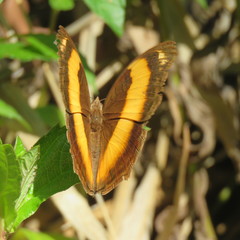 Yoma sabina