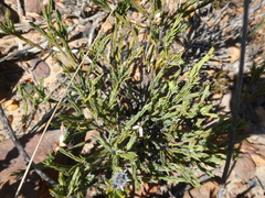 Lachnaea uniflora