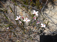 Lachnaea uniflora