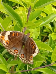 Junonia orithya