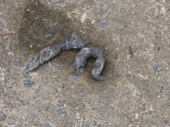 Prionailurus bengalensis