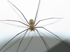 Loxosceles spinulosa