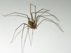 Loxosceles spinulosa