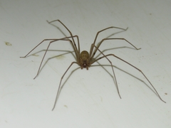 Loxosceles spinulosa