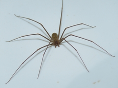 Loxosceles spinulosa