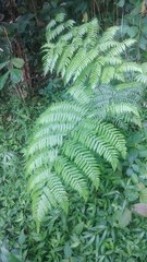 Diplazium polypodioides