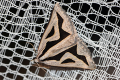 Dichromodes personalis