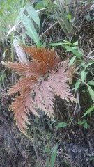 Selaginella involvens