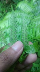 Diplazium polypodioides