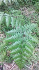 Davallia divaricata