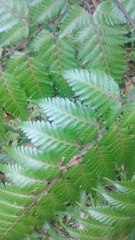 Davallia divaricata