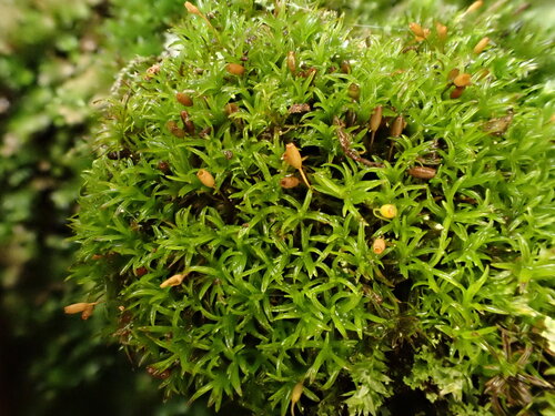 Cynodontium serrulatum observed 2025-10-11