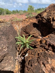 Phyllanthus saffordii