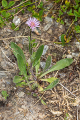 Erigeron alpinus