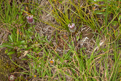 Erigeron alpinus