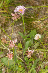 Erigeron alpinus