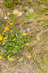 Erigeron alpinus
