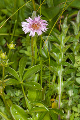 Erigeron alpinus