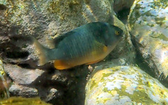 Plectroglyphidodon gascoynei