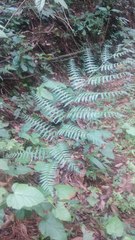 Diplazium polypodioides